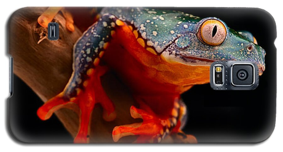Amazon Galaxy S5 Case featuring the photograph tropical tree frog Cruziohyla craspedotus by Dirk Ercken