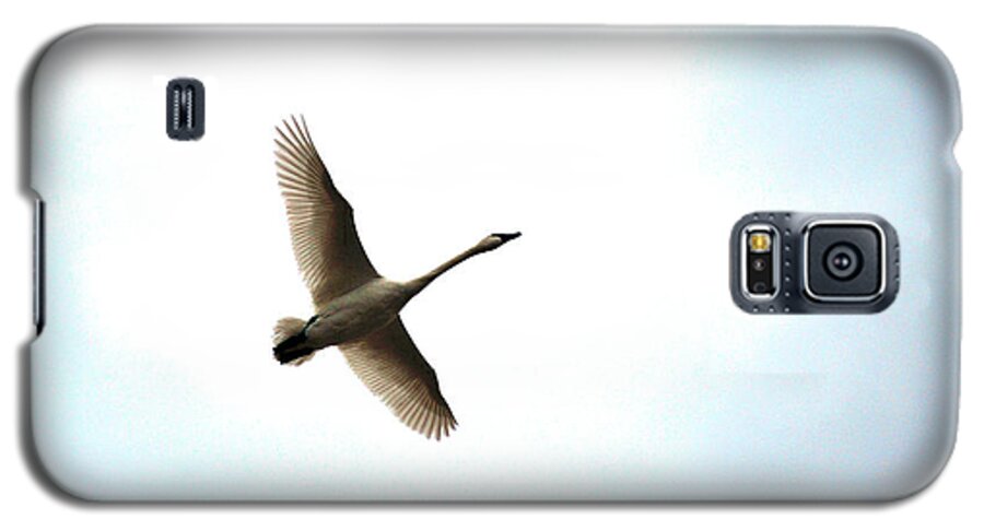 Goose Galaxy S5 Case featuring the photograph Trumpeter Swan in Flight by Brian O'Kelly
