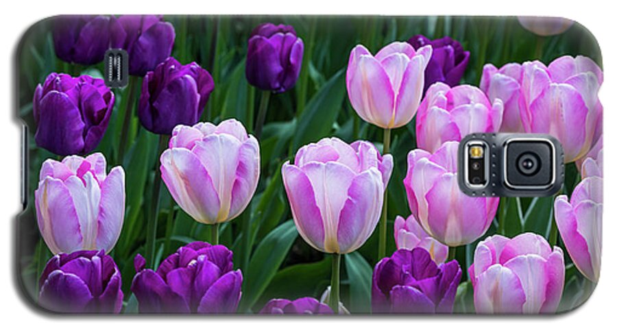 Blooms Galaxy S5 Case featuring the photograph Tulip Blush by Robert Potts