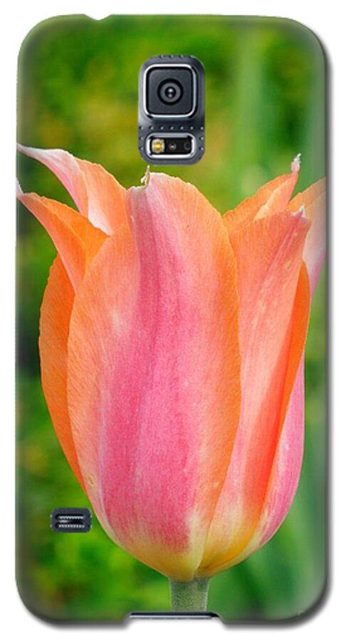 Tulip Galaxy S5 Case featuring the photograph Tulip by Chad and Stacey Hall