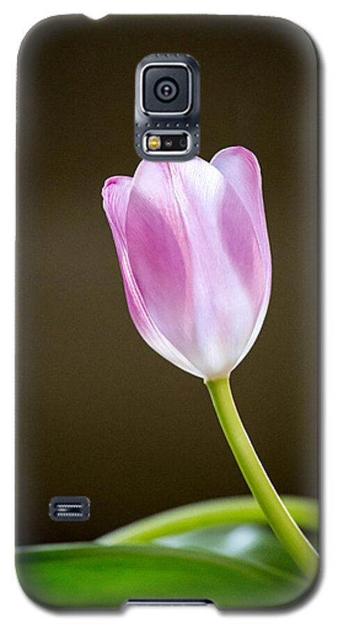 Tulip Galaxy S5 Case featuring the photograph Tulip by Charles Hite