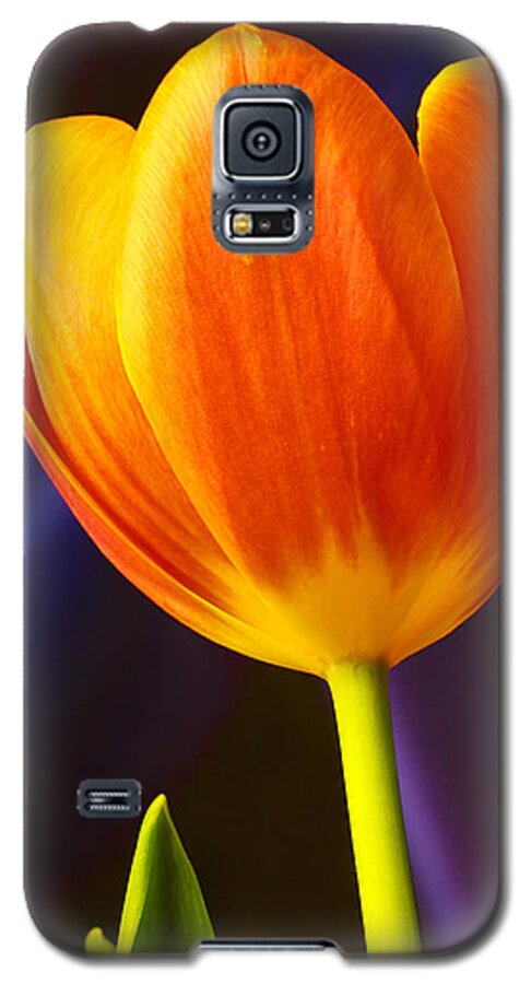 Tulip Galaxy S5 Case featuring the photograph Tulip by Marlo Horne