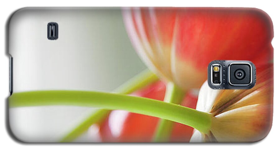 Floral Galaxy S5 Case featuring the photograph Tulips In The Morning by Theresa Tahara