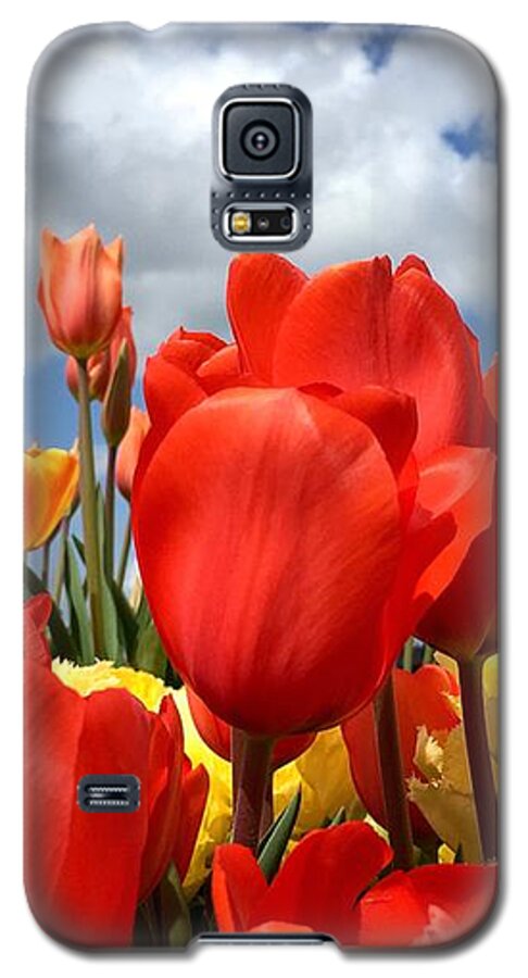 Tulip Galaxy S5 Case featuring the photograph Tulips In The Sky by Brian Eberly