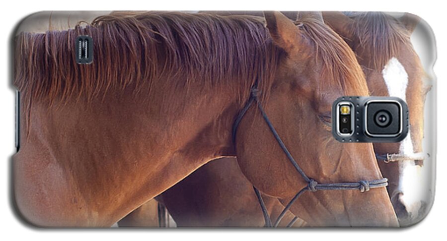 Horse Galaxy S5 Case featuring the photograph Two Horses by Brian Kinney