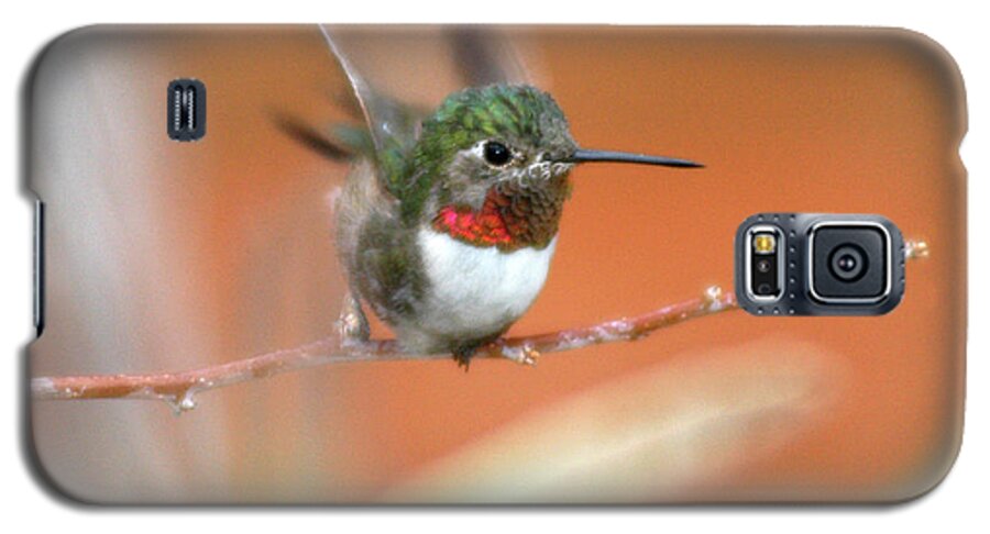 Hummingbird Galaxy S5 Case featuring the photograph Ucellino Hummingbird by Joanne West