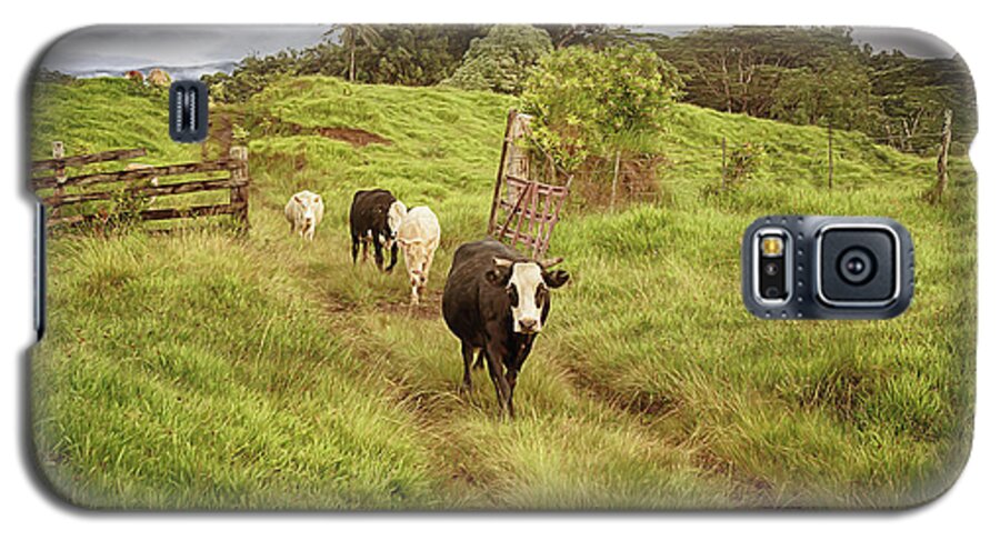 Cows Galaxy S5 Case featuring the photograph Upcountry Ranch by Susan Rissi Tregoning
