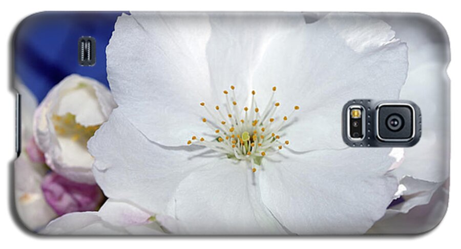 Terry Elniski Photography Galaxy S5 Case featuring the photograph Vancouver 2017 Spring Time Cherry Blossoms - 2 by Terry Elniski