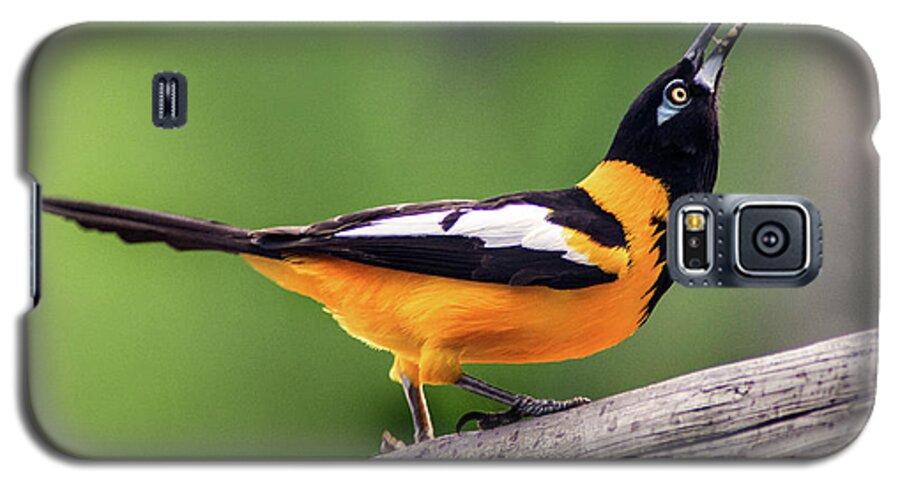 Bird Galaxy S5 Case featuring the photograph Venezuelan Troupial by Don Johnson