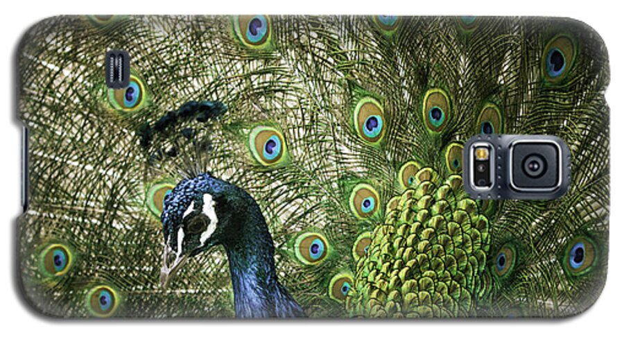 Male Peacock Galaxy S5 Case featuring the photograph Vibrant Peacock by Jason Moynihan