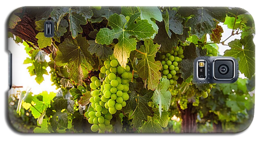 Vineyard Galaxy S5 Case featuring the photograph Vineyard 3 by Anthony Michael Bonafede