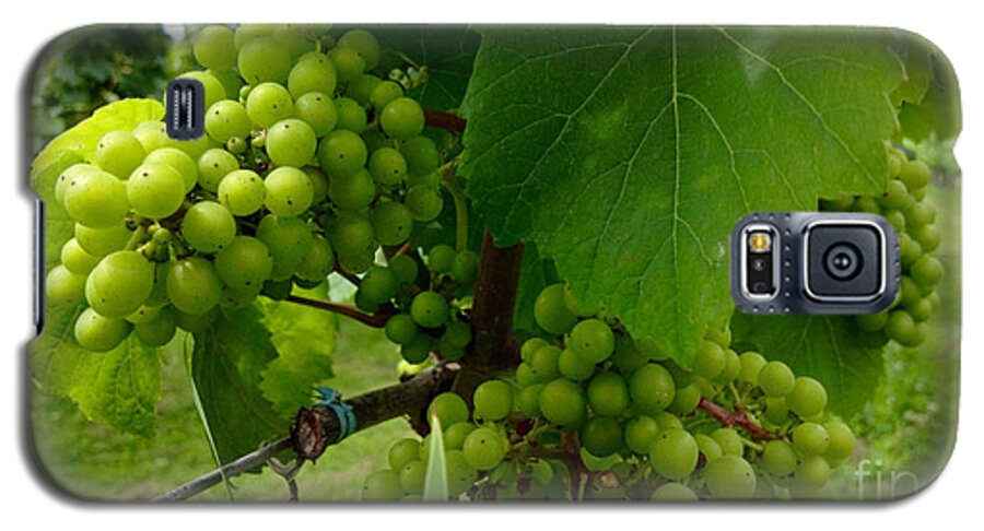 Food Galaxy S5 Case featuring the photograph Vineyard Grapes by Jason Freedman
