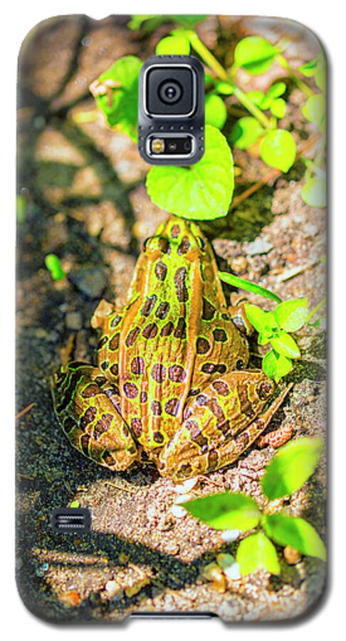 Garden Frog Galaxy S5 Case featuring the photograph Waiting for lunch by Nancy Dunivin