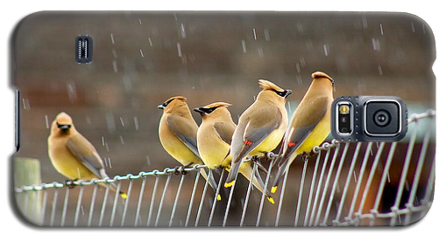 Photography Galaxy S5 Case featuring the photograph Waxwings in the Rain by Sean Griffin