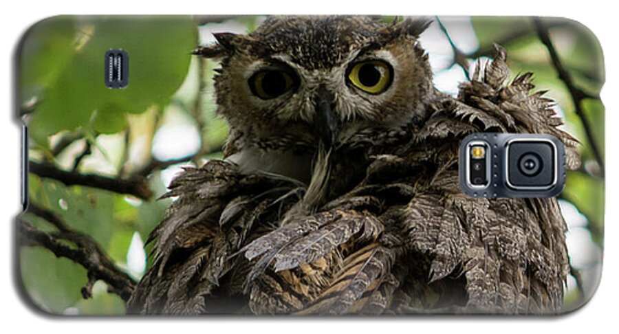 Great Horned Owl Galaxy S5 Case featuring the photograph Wet Owl by Douglas Killourie