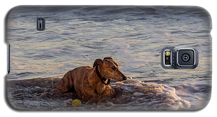 Whippet Galaxy S5 Case featuring the photograph Whippet Cooling Off by Shawn Jeffries