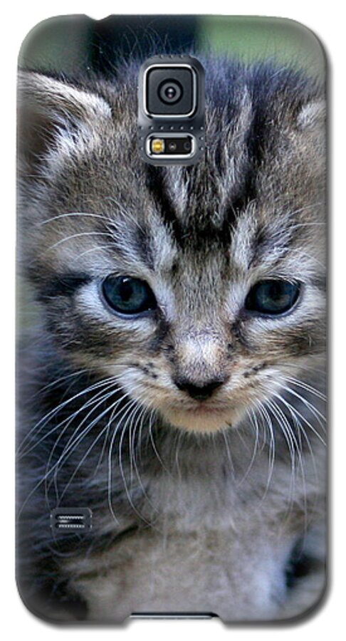 Kitty Galaxy S5 Case featuring the photograph Whiskers by Cathy Harper