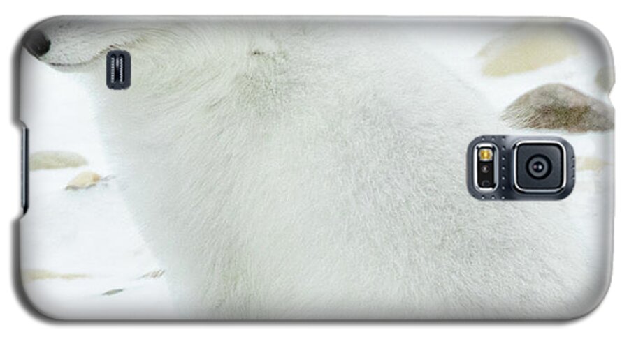 Fox Galaxy S5 Case featuring the photograph White Arctic Fox by Steven Upton