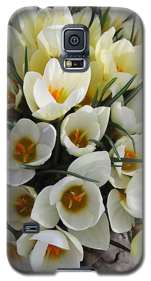Spring Galaxy S5 Case featuring the photograph White Crocus by Laura Davis