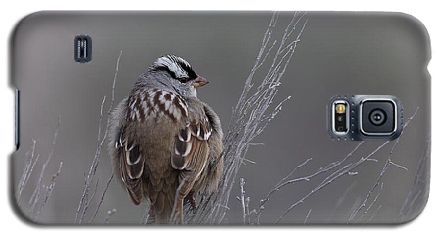 White-crowned Galaxy S5 Case featuring the photograph White-Crowned Sparrow by David Watkins