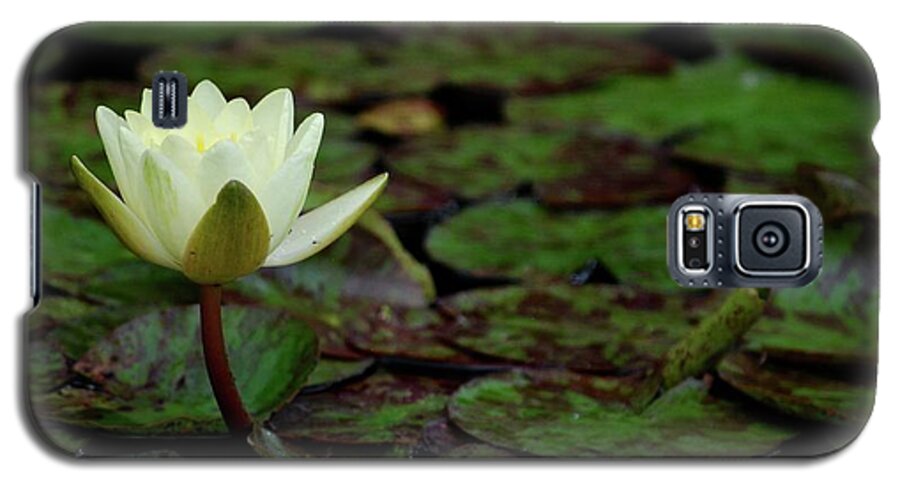 Water Lily Galaxy S5 Case featuring the photograph White Lily in the Pond by Amee Cave