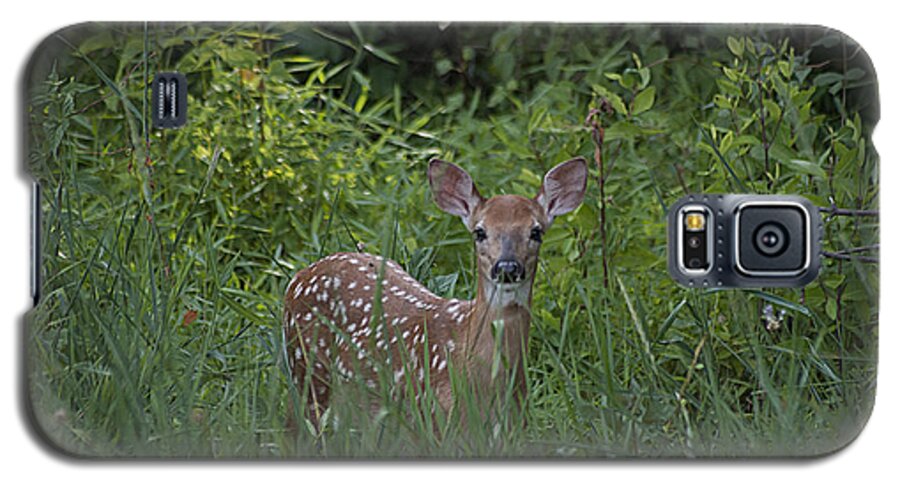 Whitetail Galaxy S5 Case featuring the photograph Whitetail Fawn 20120711_37a by Tina Hopkins