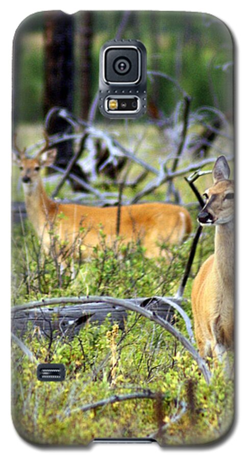 Deer Galaxy S5 Case featuring the photograph Whitetails by Marty Koch