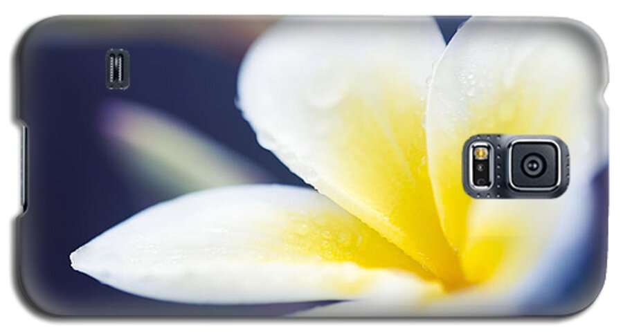 Plumeria Galaxy S5 Case featuring the photograph Wild Blue Morning by Sharon Mau
