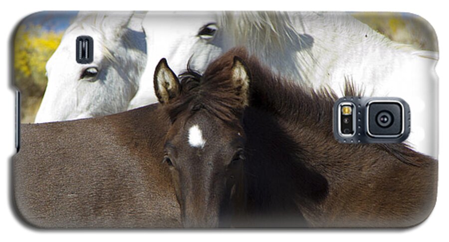Horses Galaxy S5 Case featuring the photograph Wild Mustang Herd by Waterdancer 