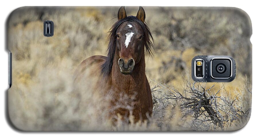 Horses Galaxy S5 Case featuring the photograph Wild Mustang Stallion by Waterdancer 