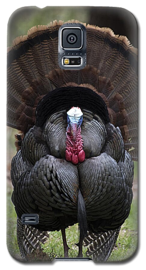 Animals Galaxy S5 Case featuring the photograph Wild Turkey in all its glory by Paul Ross