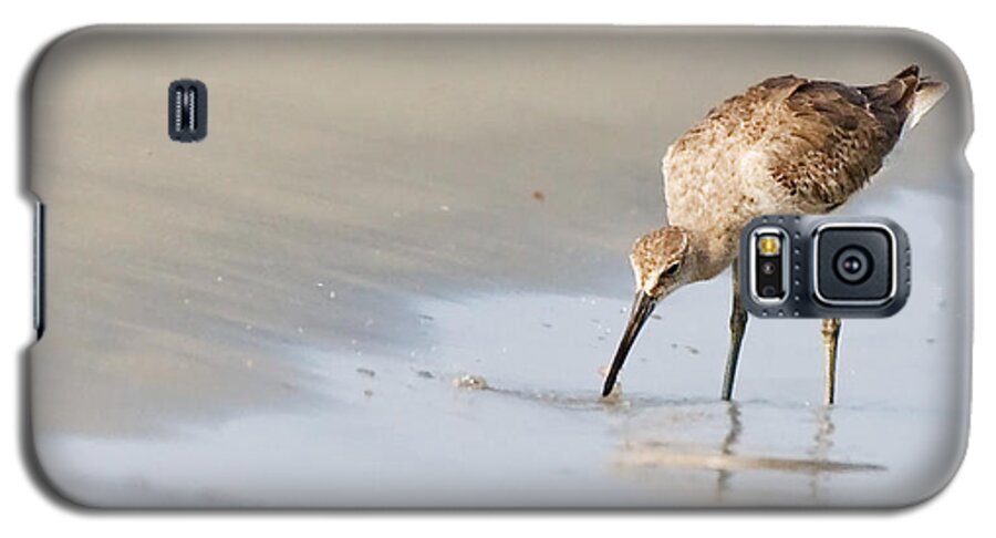 Willet Galaxy S5 Case featuring the photograph Willet on Beach by Bob Decker