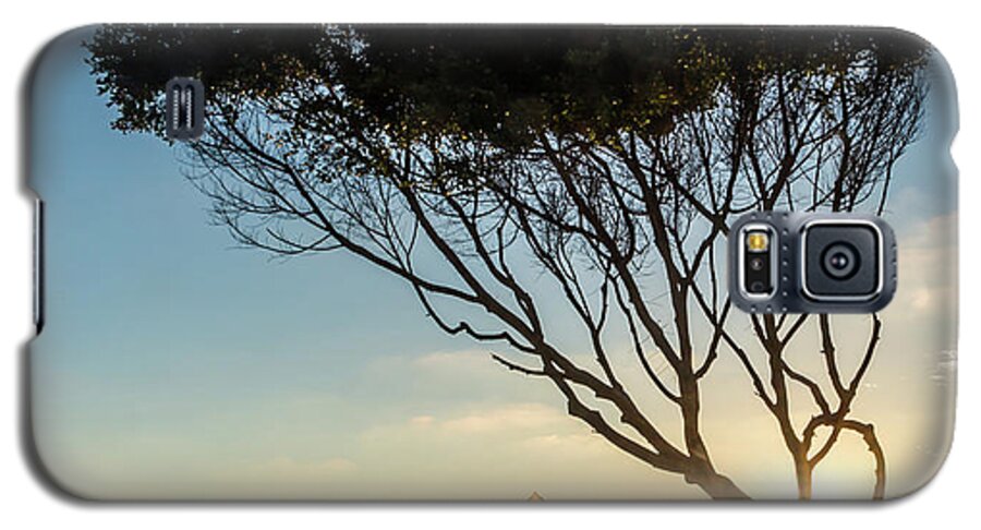 California Galaxy S5 Case featuring the photograph Wind Blown Tree by Ed Clark
