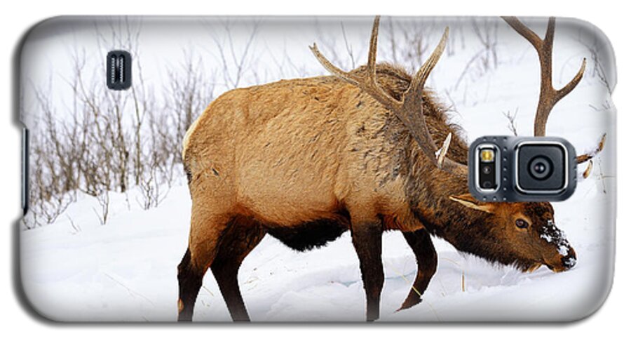Elk Galaxy S5 Case featuring the photograph Winter Bull by Greg Norrell