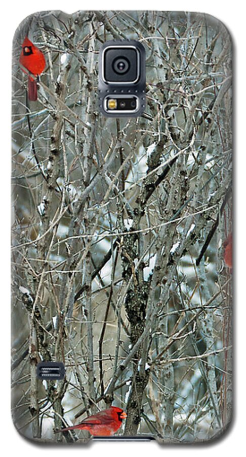 Northern Cardinal Galaxy S5 Case featuring the photograph Winter Cardinals by Ed Peterson