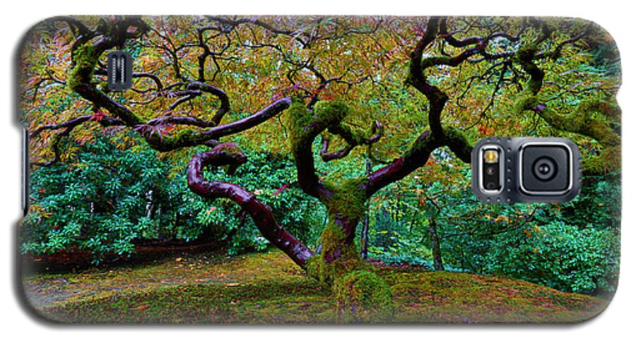 Japanese Maple Galaxy S5 Case featuring the photograph Wisdom Tree by Jonathan Davison