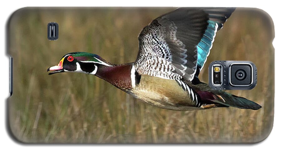 Animals Galaxy S5 Case featuring the photograph Wood Duck Flight by Art Cole