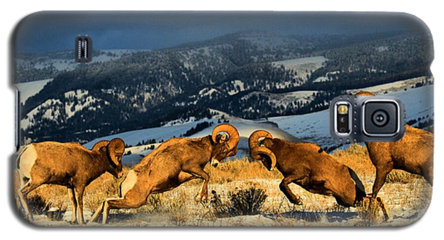 Bighorns Galaxy S5 Case featuring the photograph Wyoming Bighorn Brawl by Adam Jewell