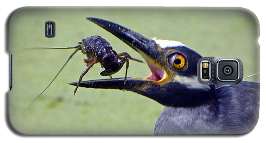  Heron Galaxy S5 Case featuring the photograph Yellow Crowned Night Heron by Savannah Gibbs