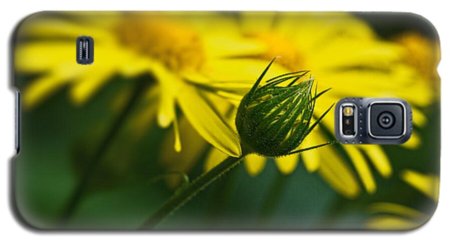Europe Galaxy S5 Case featuring the photograph Yellow daisy bud by Roberto Pagani