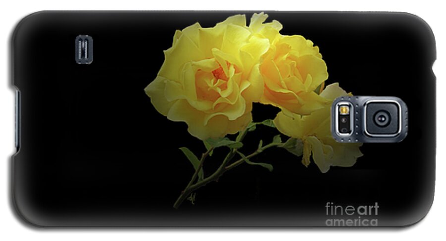 Yellow Roses On Black Galaxy S5 Case featuring the photograph Yellow Roses on Black by Victoria Harrington