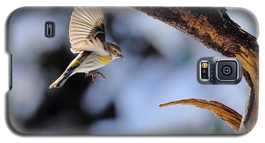 Yellow-rumped Warbler Galaxy S5 Case featuring the photograph Yellow-rumped Warbler Landing by Daniel Reed