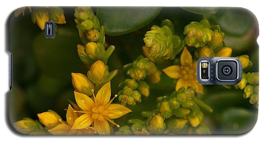 Yellow Galaxy S5 Case featuring the photograph Yellow Sedum by Richard Brookes