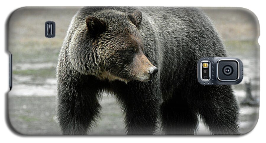 Yellowstone Galaxy S5 Case featuring the photograph Yellowstone Grizzly a Pondering by Bruce Gourley