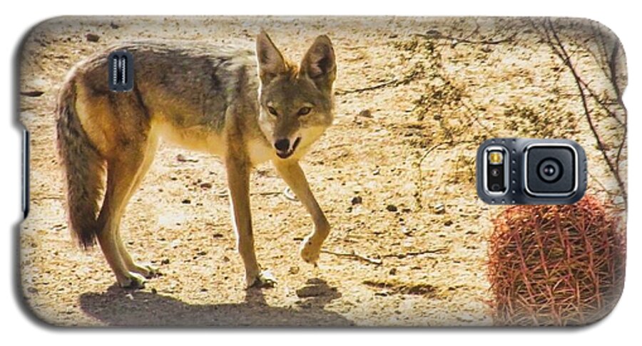 Arizona Galaxy S5 Case featuring the photograph Young Coyote and Cactus by Judy Kennedy