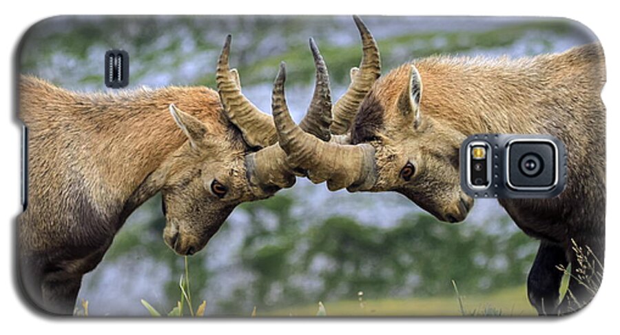 Ibex Galaxy S5 Case featuring the photograph Young male wild alpine, capra ibex, or steinbock by Elenarts - Elena Duvernay photo