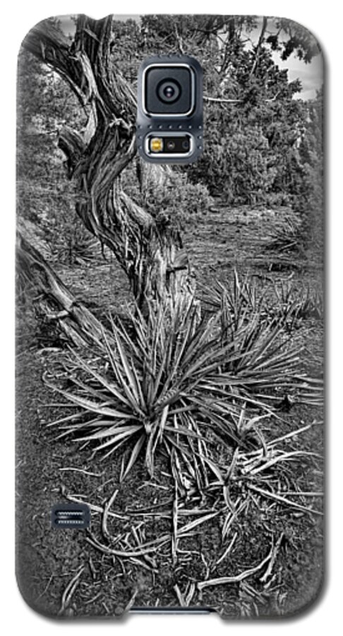 Yucca Galaxy S5 Case featuring the photograph Yucca In Juniper Forest by Ron Weathers