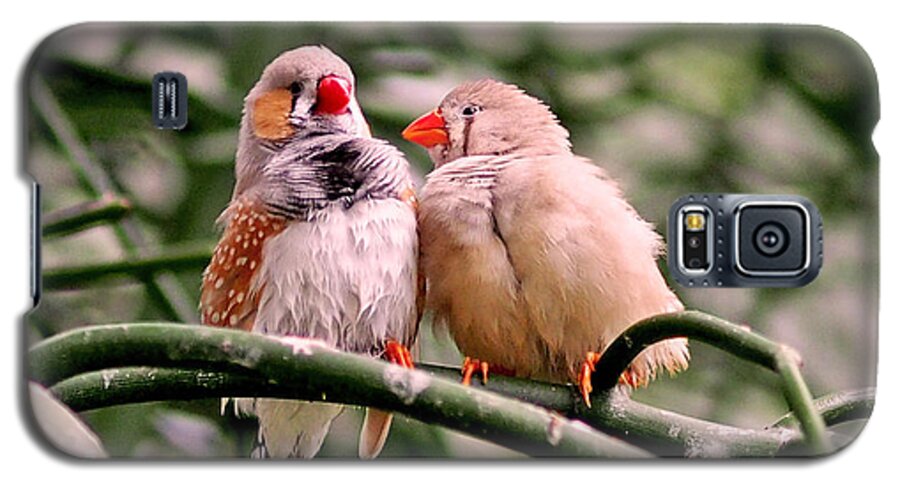 Zebra Galaxy S5 Case featuring the photograph Zebra Finch Colloquy by Rona Black