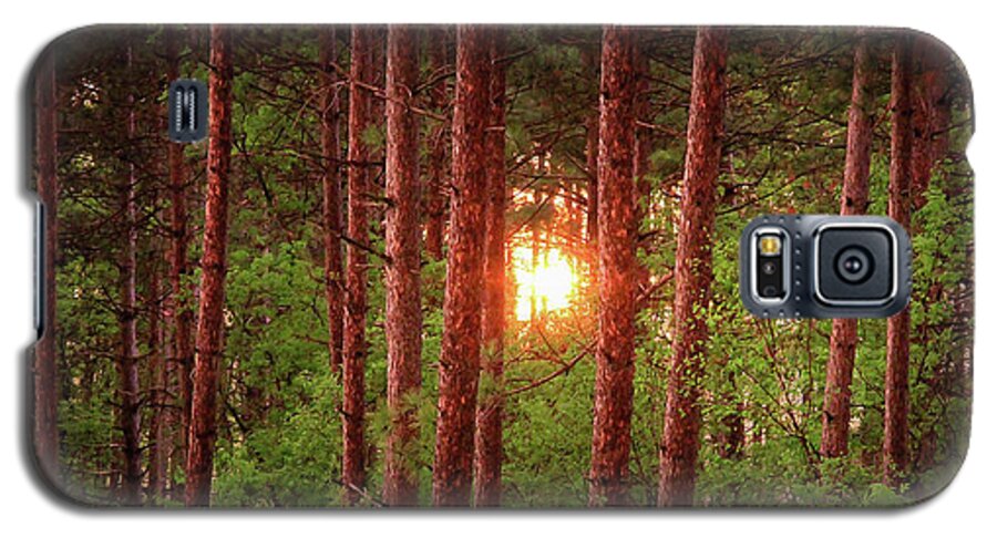 Woods Galaxy S5 Case featuring the photograph 010 - Pine Sunset by David Ralph Johnson