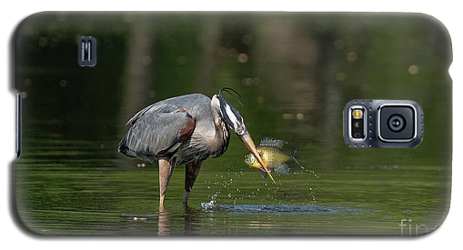 Great Blue Heron Galaxy S5 Case featuring the photograph Great blue heron fishing #1 by Sam Rino